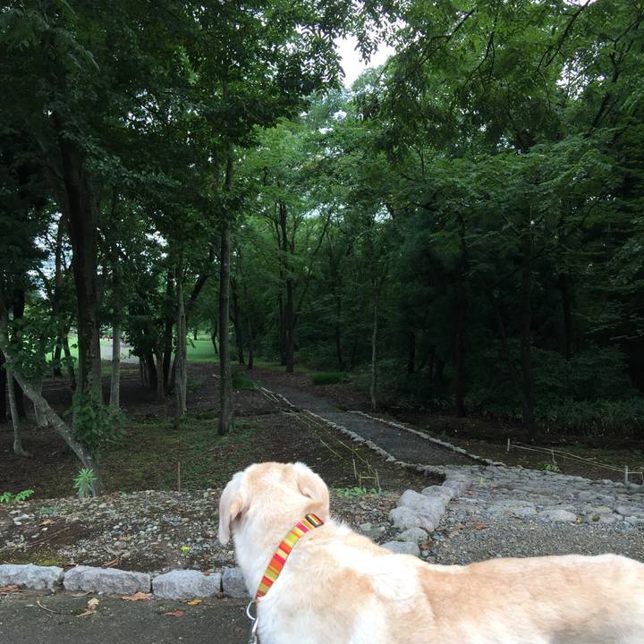 9d6940bc 4352 4e5c b40c 045fcda52db4 1535532819559