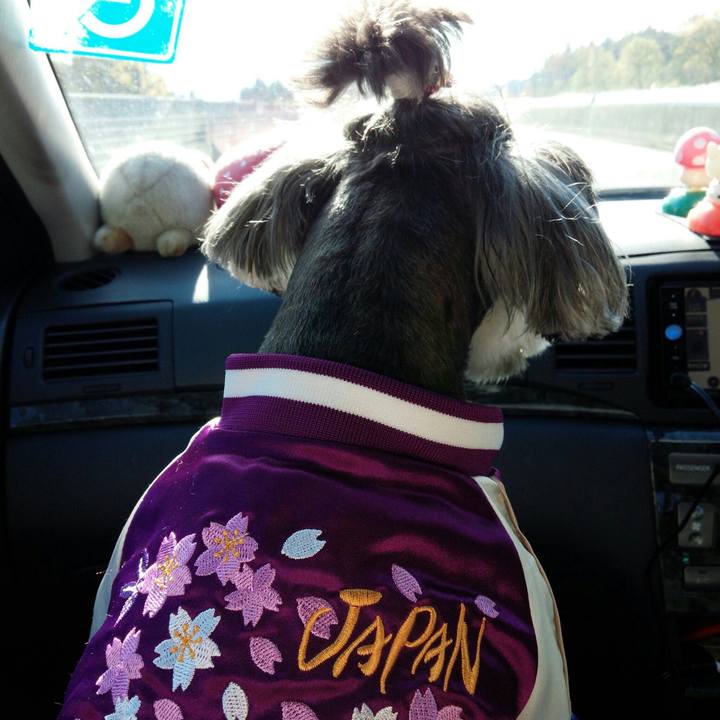 9d6a509d ca71 494c 96c4 f57a0ca68b75 1510917608205