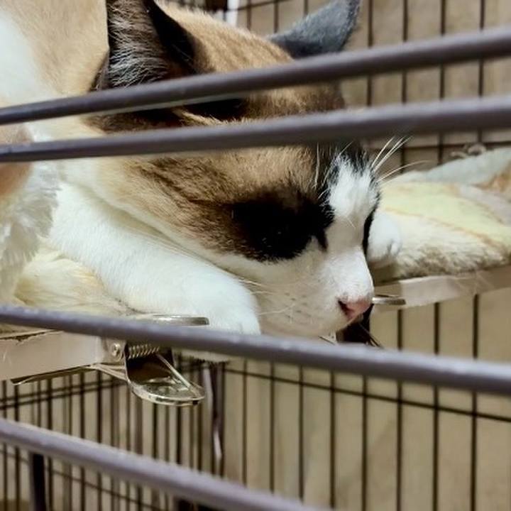 9d6a560c f129 427b b68d ce5f41754617 1751199513744