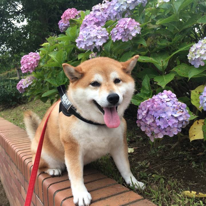 9d6cc4f2 eb2d 4c9d bd24 2d47aa361c0c 1593245228849