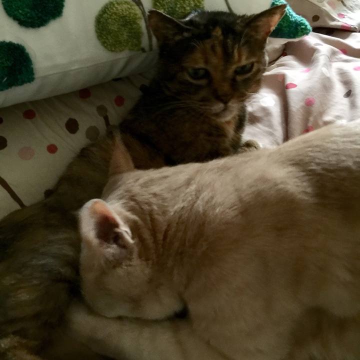 9d6cff84 8560 49af a2cc 429babea9d86 1533724227216