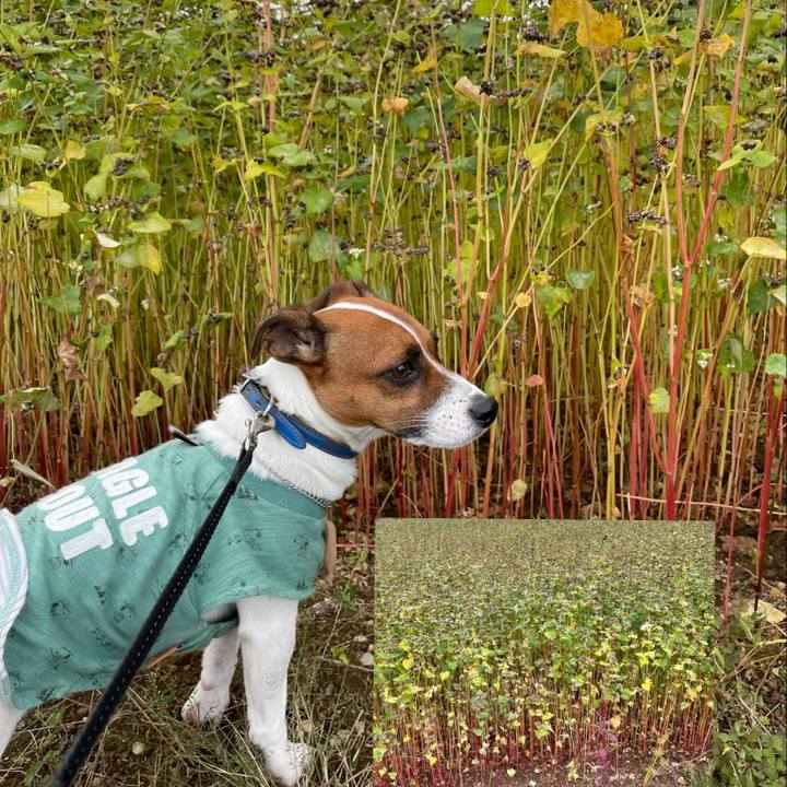 9d6d3d0b 0b91 4f68 b932 1c45fc6f14d4 1633171321939