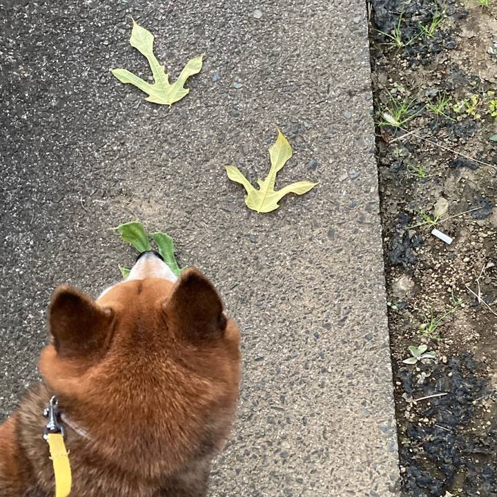 9d6f65fa 9487 4dc0 a7de 47b2b880f730 1635500317169