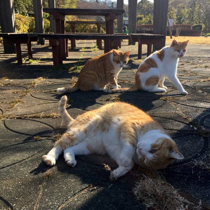 9d721700 c0dc 4c94 b9f3 0856371de8e1 1514468823660