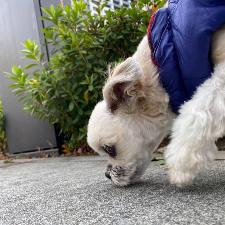 9d72f038 c118 440a bacd dce24397e4e2 1576385063324