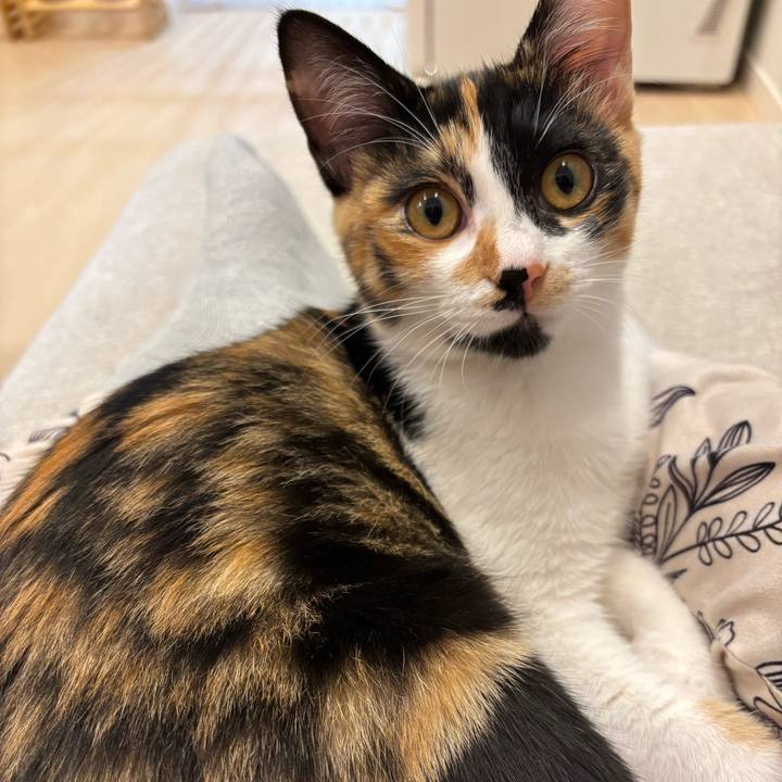 9d7aebf6 7bad 434d 80d5 a7e6d609d188 1760951916120