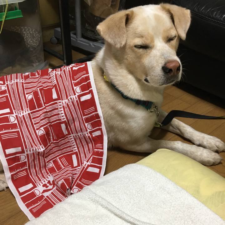 9d7b51fb 072e 4ca4 825d e93aa0819a9b 1530190729755