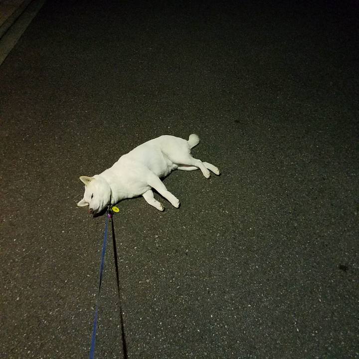 9d7bef40 98d0 4c49 9d7b d6ac2d14dde5 1516056724687