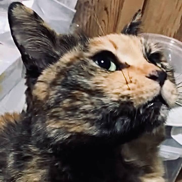 9d7c0875 a055 4fe8 be5e aa9b1c106b4a 1742329536749