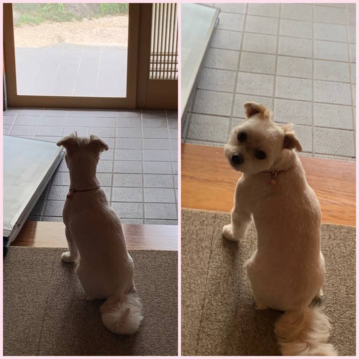 9d817a72 ab68 40b8 82b3 2e86a51f94cf 1590454918213