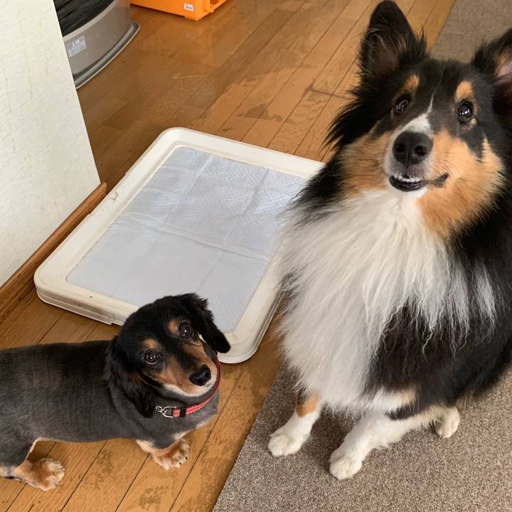 9d841415 8ecc 423f 94c9 c664a1063fdb 1562016616223