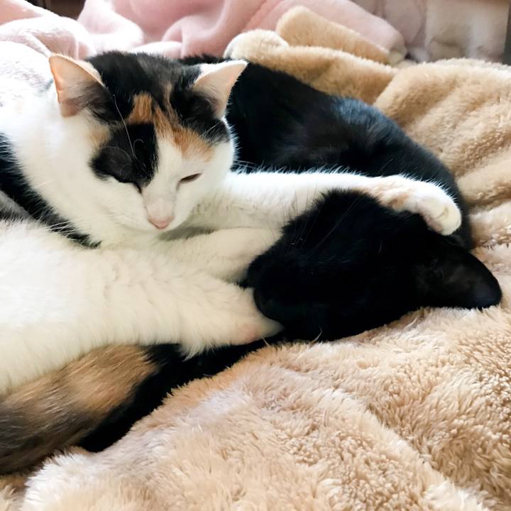 9d86ca56 3395 4a42 abdc bcb6233141a0 1517791697856