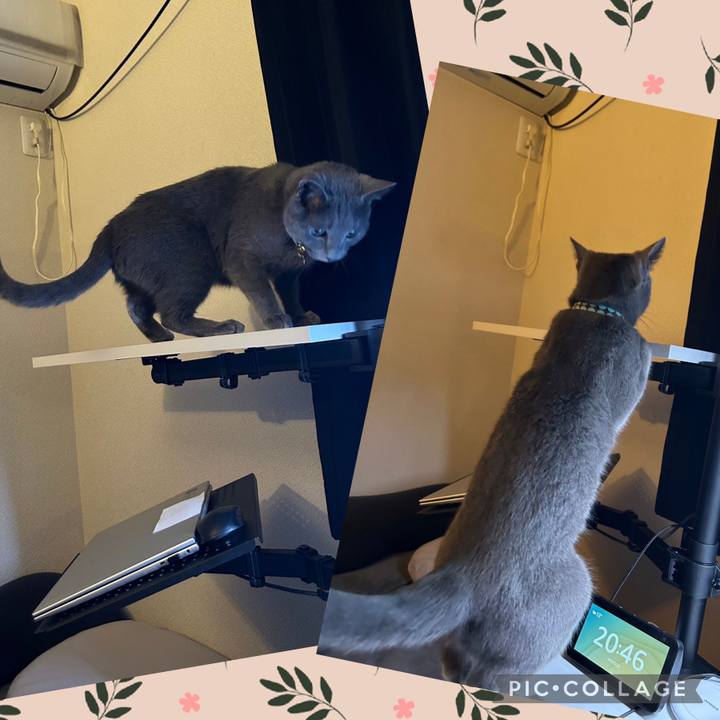 9d878acf 9757 452d 81f1 b31364ad18bd 1681041207482