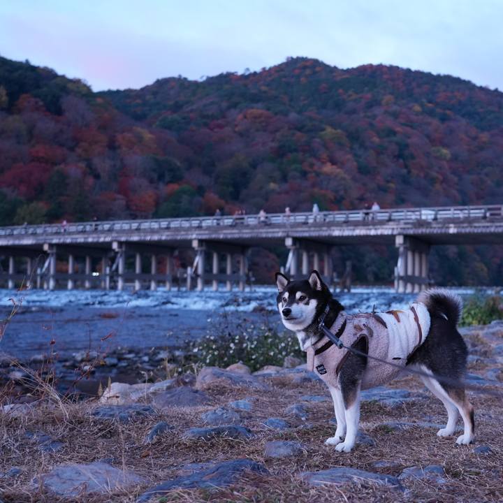 9d8e0939 646a 452e 9657 4c1c506fdc1f 1766624968929