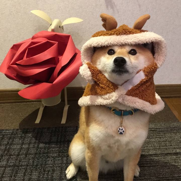 9d8f50f9 a816 4f7a a6bd 3588649f68d2 1543742228928