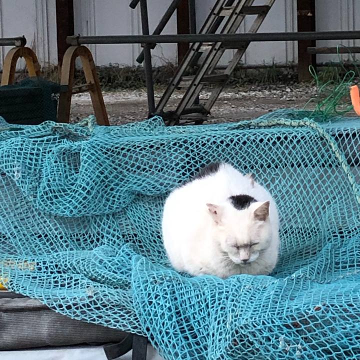 9d911622 31e8 4f54 88c6 25d422c63052 1543420407432