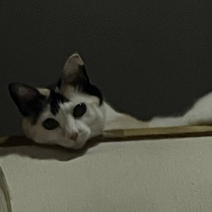 9d9501ec 4bd7 48db bfce 4cec6ab96945 1758982791159