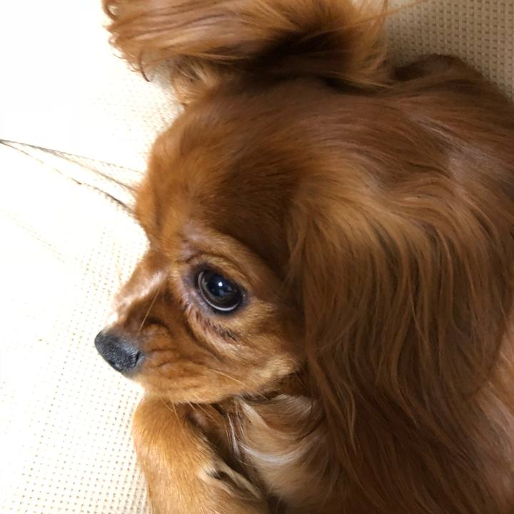 9d95a49b 34bd 4f11 9518 a9d656c92def 1529498656701