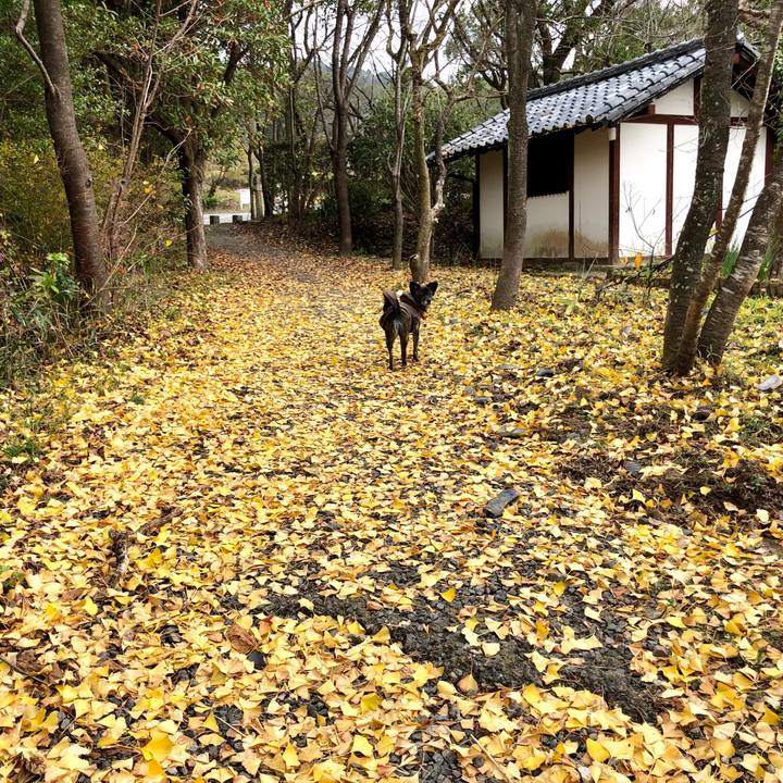 9d96545f 00f2 4db0 9522 079453a073ae 1575786966525