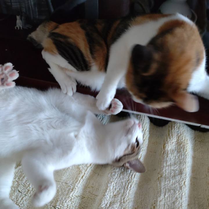 9d96a94d 4347 43f0 82a3 bcd53ea1149e 1666223065625