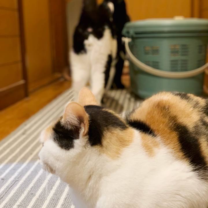 9d979a7e ef6f 4cf5 91a4 7211ecdcce86 1543804128104