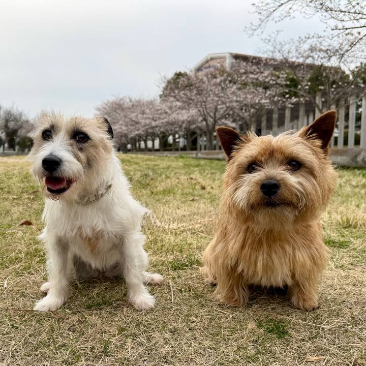 9d9a9d28 5b7e 4a62 9464 0ae36c97ca0d 1774796340795