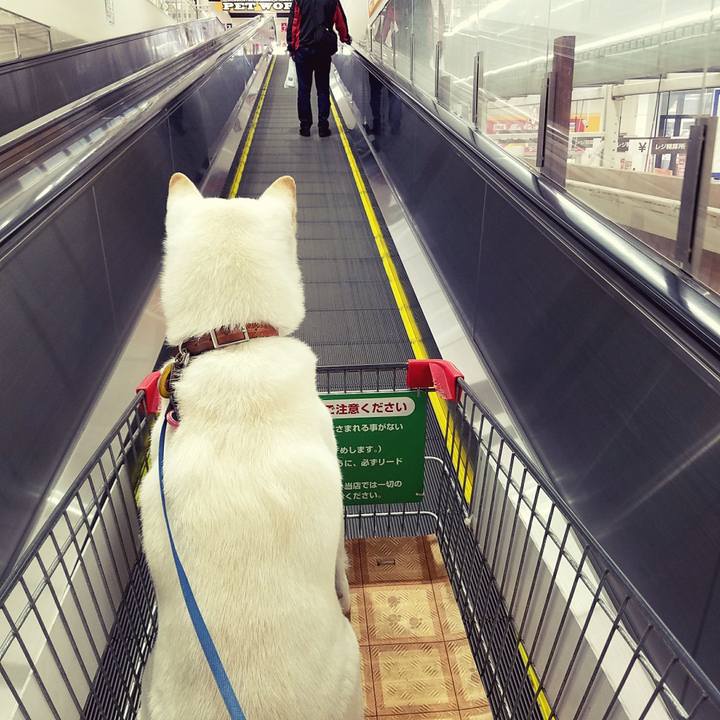 9d9cb8f0 06fa 44f5 8d1c a4d73903ed16 1510747954630