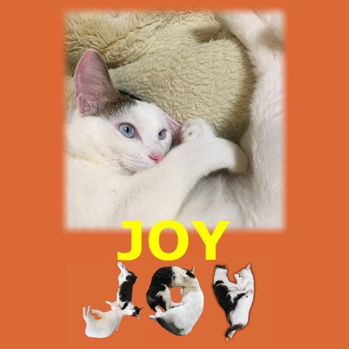 9da1c4af fb56 4d3c 8af2 39ddfcef12b4 1667778366526