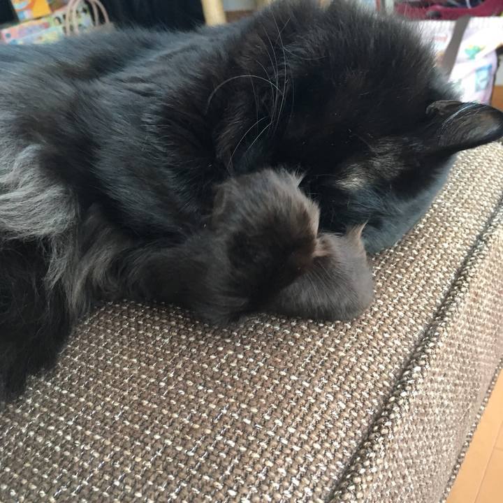 9da1f55a 24b0 4ce2 bdb3 6f57f00350c7 1517535905509