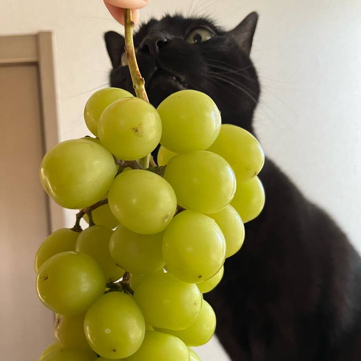 9da2d903 e150 4f7c b860 46f233e9422f 1733094785396