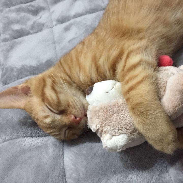 9da30ae8 aa6b 48a8 a4de 8e75a466fbf9 1513868293352