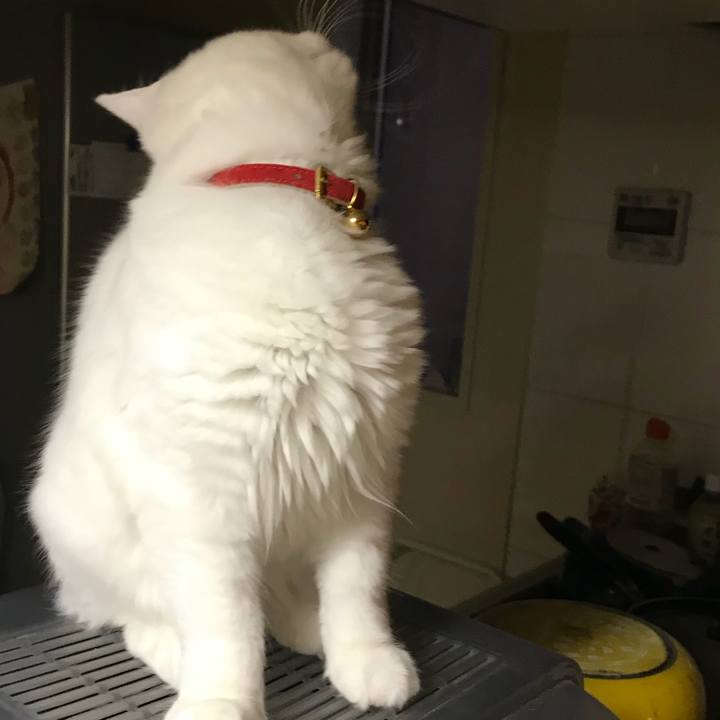 9daa0b43 d87c 45ec a263 8c600209f292 1512992156294