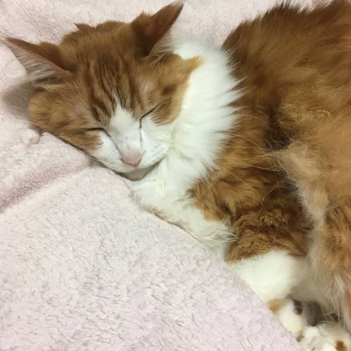 9dae99e7 99e4 40f5 a02f be0dd95c781d 1539650193753