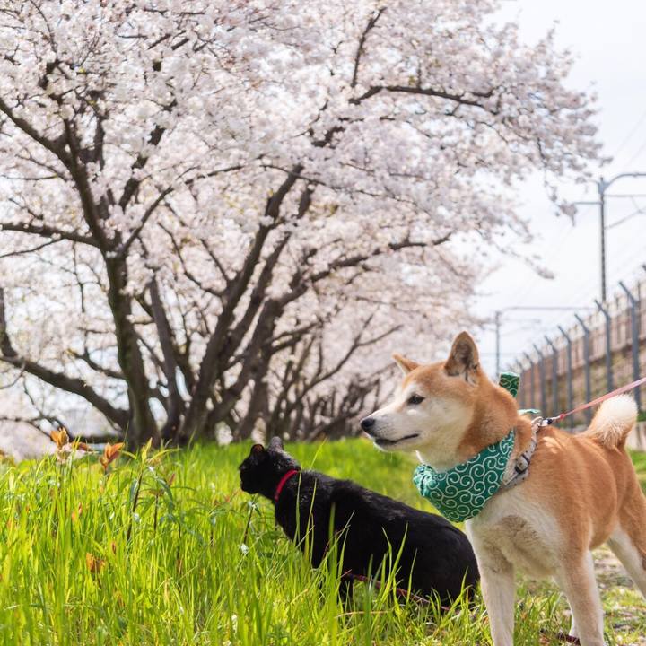 9db3783b acf2 4c1a b636 17fe2bec90b6 1586694340175