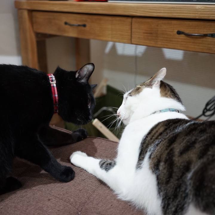 9db4061c d6ec 4491 93af 799c221e29ca 1511481012707