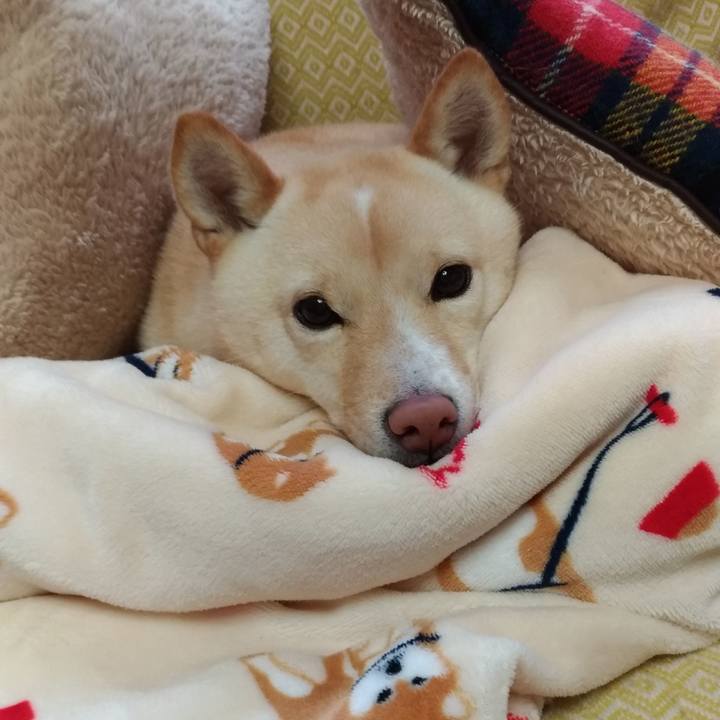 9dbece54 84ac 4041 9fcf 4110f23fa714 1543793627701