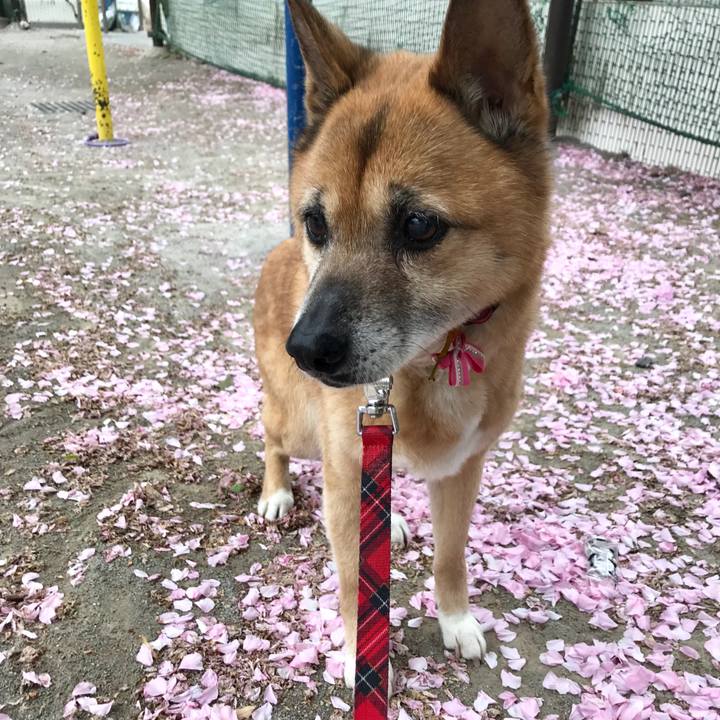 9dc097c9 dc28 4b30 85fd 611f1f69ffb7 1523399811782