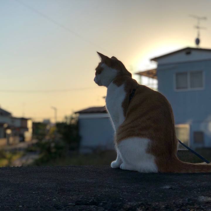 9dc10d3f 0147 4263 a075 d54a2f621193 1539001800176