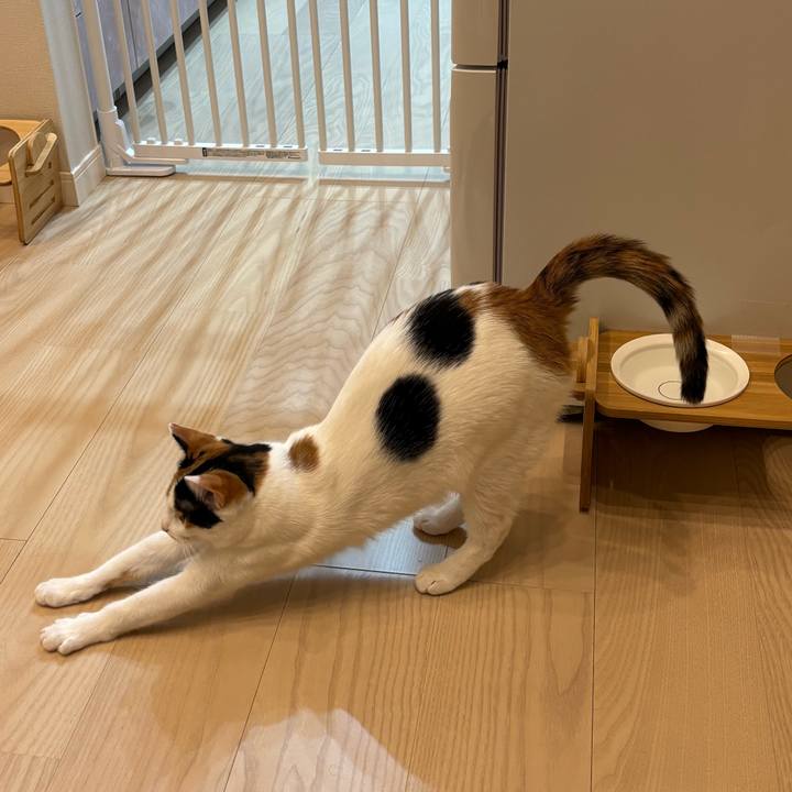 9dc2f62b aa64 4e2c 9b05 62b768ec015e 1771679157104