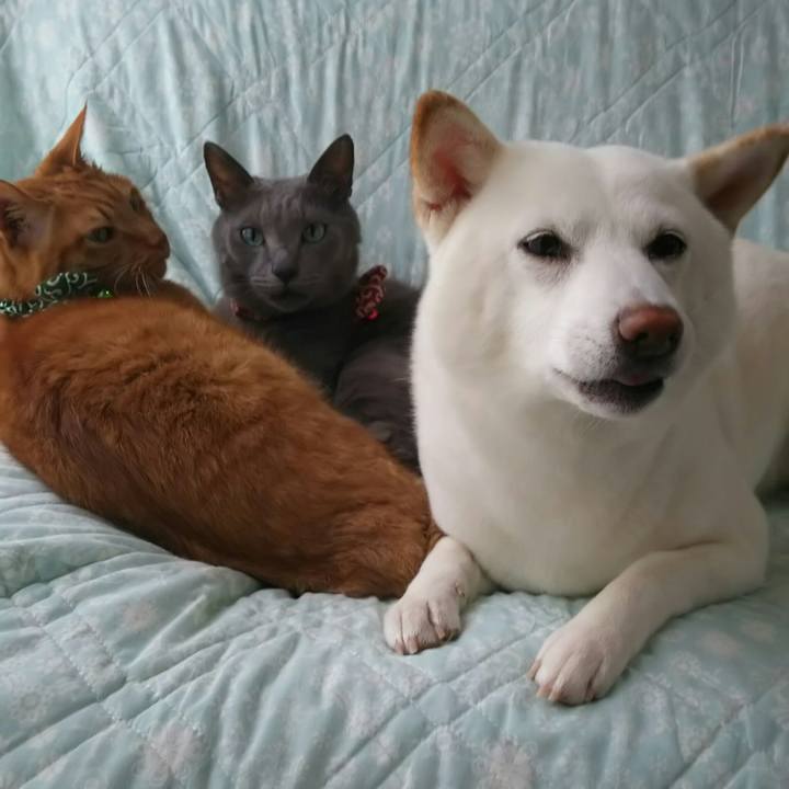 9dc30ade 4700 45dc b440 399d7f998afe 1528248159996