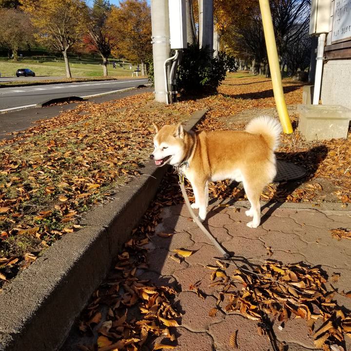 9dc41083 0070 4e98 a05f 0ff4417cd89f 1636179267053