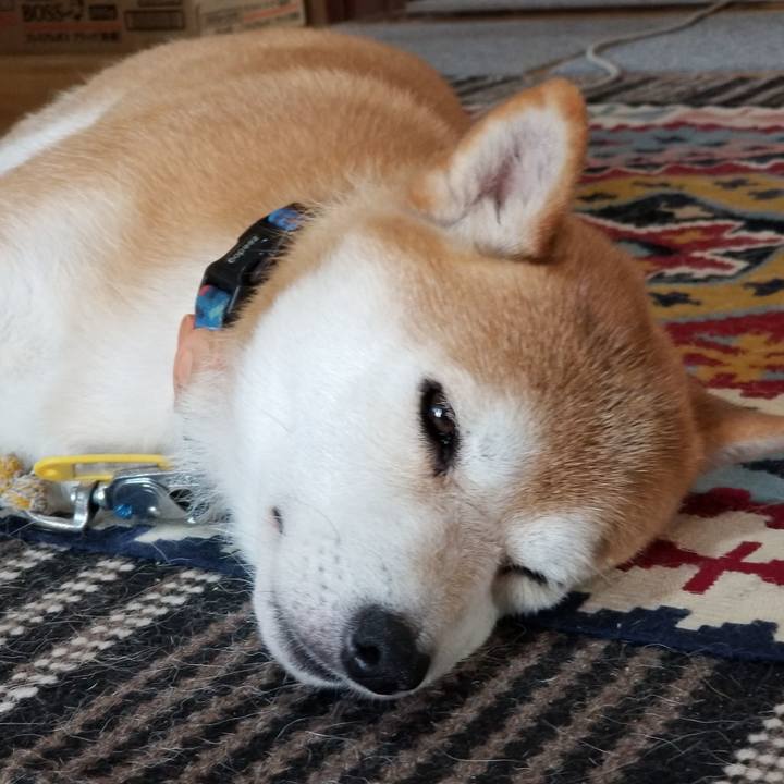 9dc4856d a30d 4960 b595 ef619129fe61 1565222562752