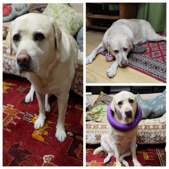 9dc6f1cd c689 47fd 8fdc 2f24d503c43d 1702481781350