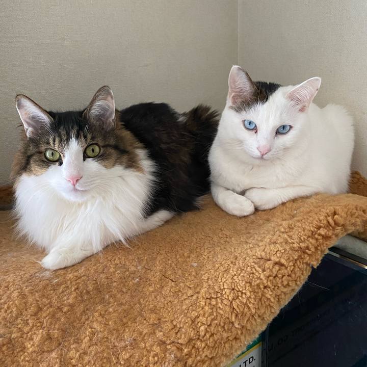 9dc78878 3d8c 40c5 b0e1 513067e52076 1613276686638