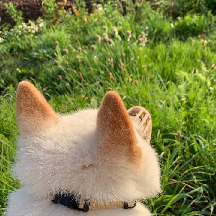 9dc7ab84 6190 41e9 99cd 2de360b8ccda 1561842017951