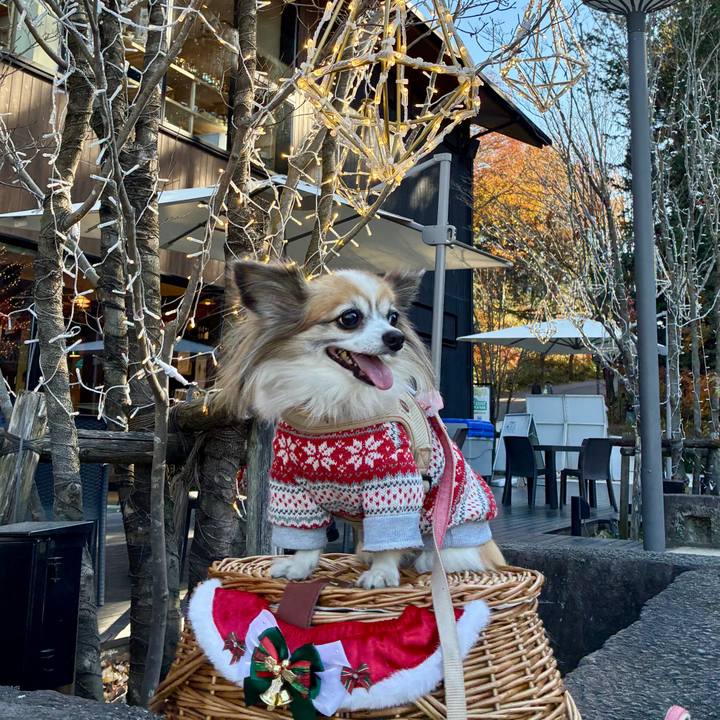 9dca0068 14b0 4088 aedf 8bc542d515ba 1765191581398