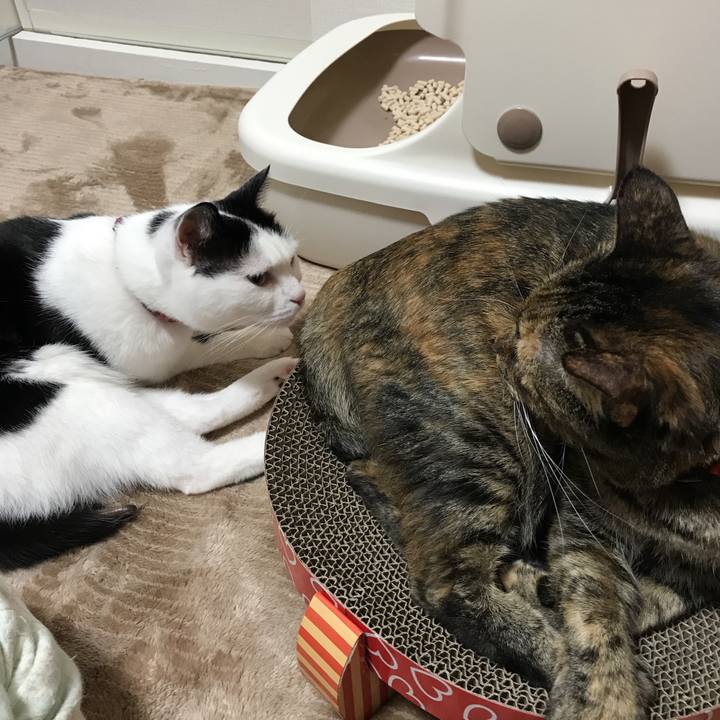 9dca2641 dabb 42a6 bc81 6943133b765d 1511441352478