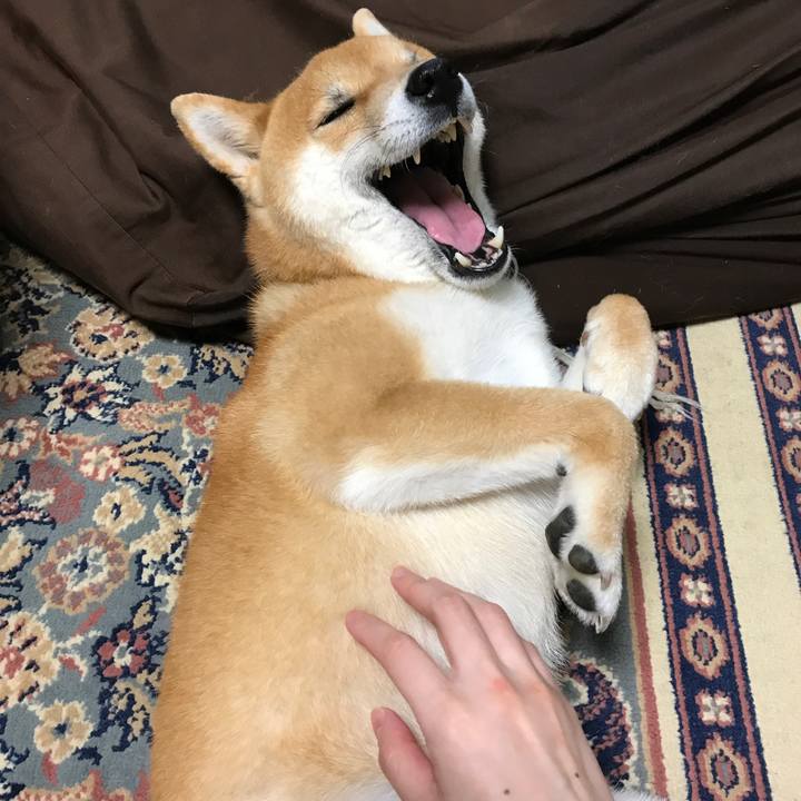 9dcc2111 6f28 4c93 a998 39913948aa18 1526184604338