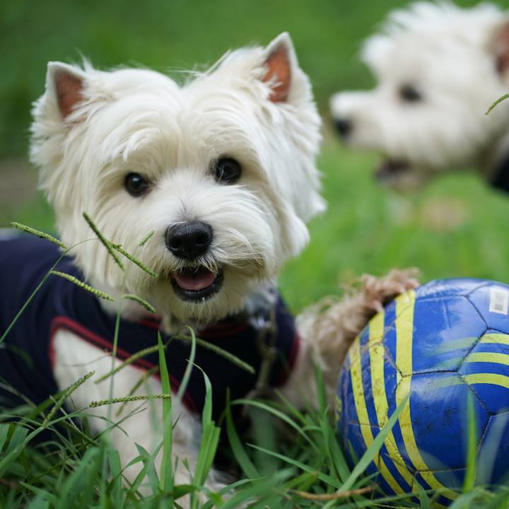 9dce16bb ffe1 4e20 bda7 5a4d45980a5e 1534762913753