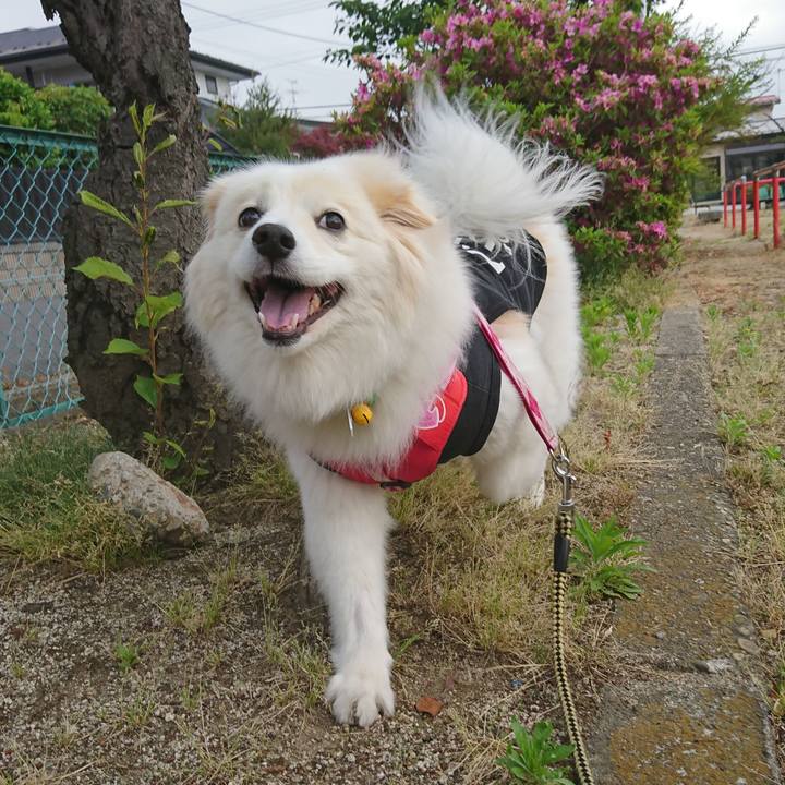 9dcf03ff d75b 4090 b73c 2971a278abe2 1527369649930